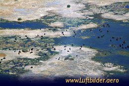 Luftbild Büffelherde im Okavango Delta