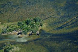 Luftbild Elefanten im Okavango Delta