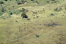 Luftbild Büffelherde im Okavango Delta