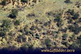 Luftbild Elefanten im Okavango Delta